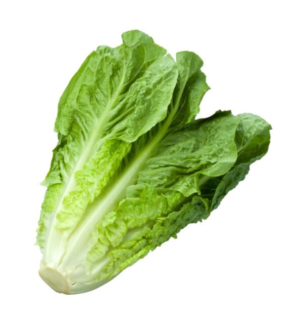 lettuce parris island green romaine