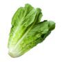 lettuce parris island green romaine