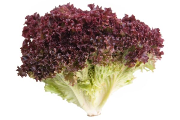 lettuce dark lollo rossa