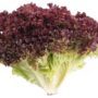 lettuce dark lollo rossa