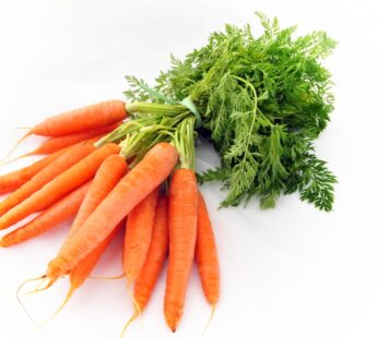 Carrot – Nantes