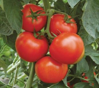 Tomato – Moskvich