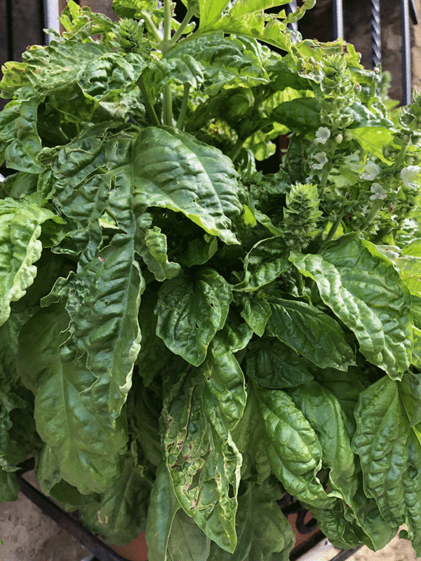 basil valentino lettuce leaf)