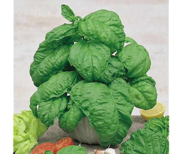 basil lettuce leaf valentino
