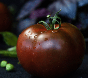 Tomato – Black Prince