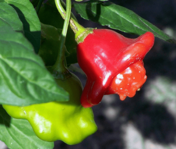 bishop's crown hot pepper