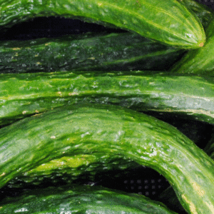 cucumber suyo long