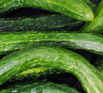 Cucumber – Suyo Long