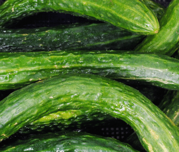 cucumber suyo long