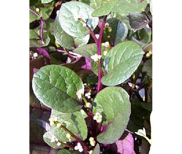 red malabar spinach