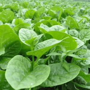 green malabar spinach