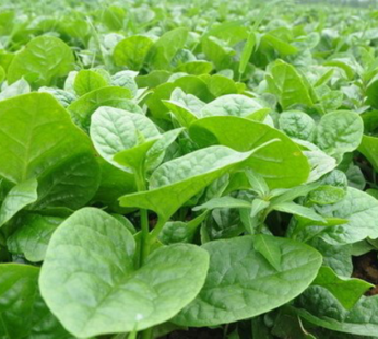 Spinach – Malabar Green