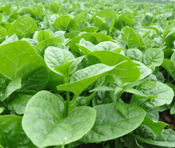 green malabar spinach