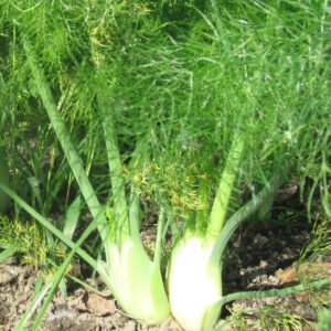 florence fennel