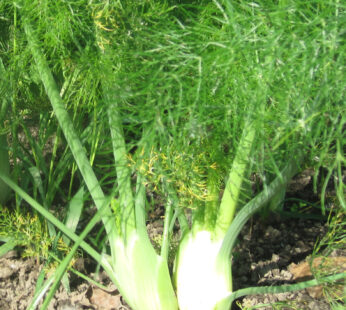 Fennel – Florence