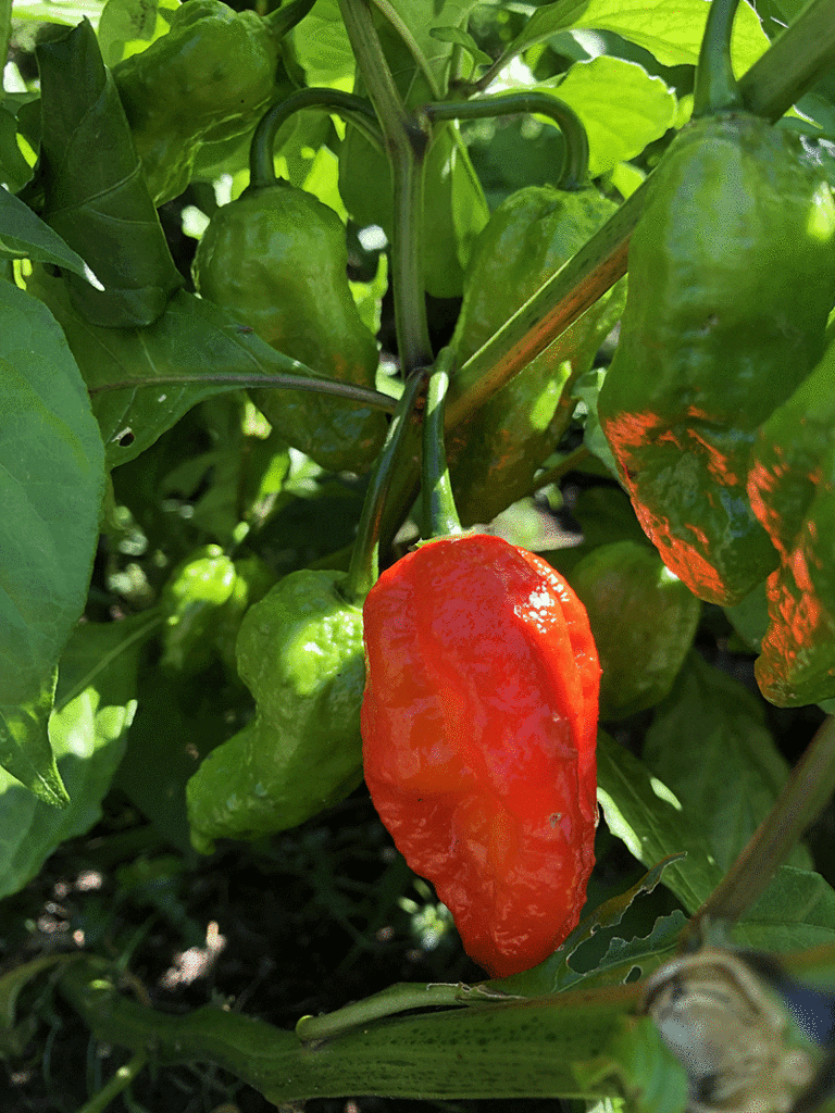 Hot Pepper - Bhut Jolokia (Ghost) seeds - Heirloom Seeds Canada