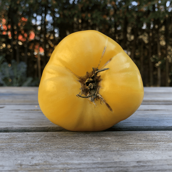 great white tomato