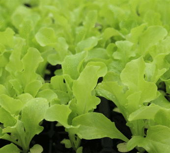 Lettuce – Oakleaf Green