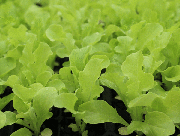 green oakleaf lettuce
