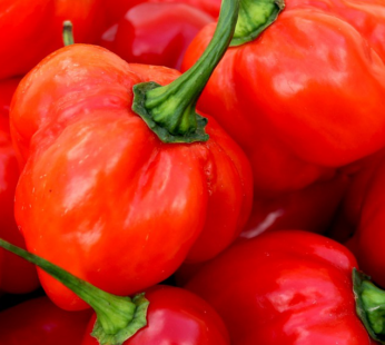 Hot Pepper – Habanero Red