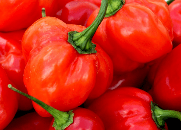 hot pepper red habanero