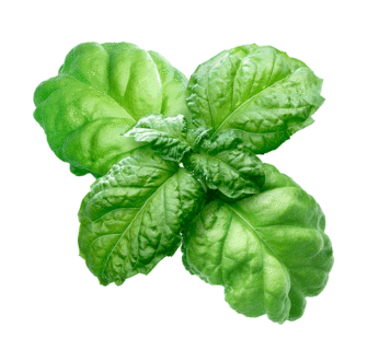 Basil – Lettuce Leaf Valentino