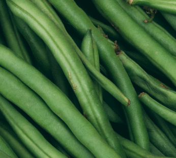 Bean – Bush Green Jade