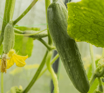 Cucumber – Lebanese Magic F1