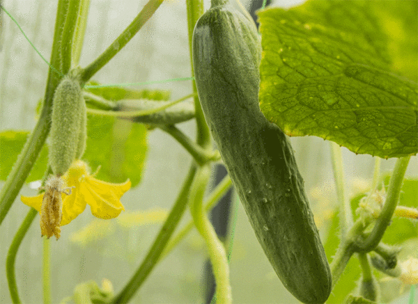 lebanese cucumber