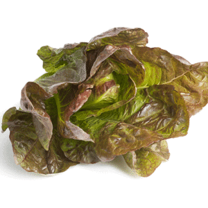 lettuce cimmaron