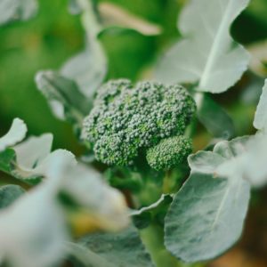 broccoli green sprouting calabrese