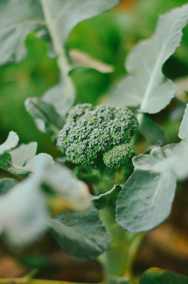 broccoli green sprouting calabrese