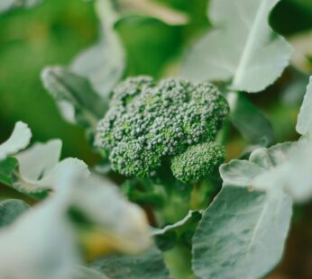 Broccoli – Green Sprouting Calabrese