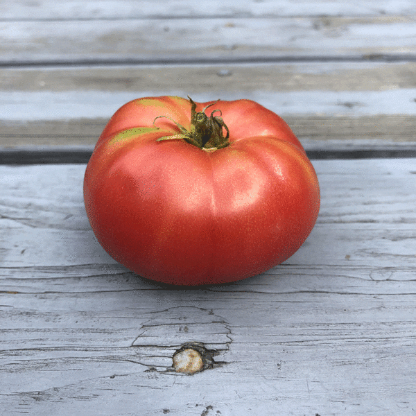 mortgage lifter tomato