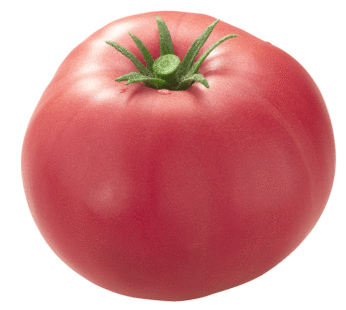 Tomato – Mortgage Lifter
