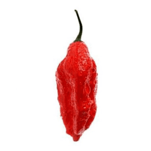 hot pepper bhut jolokia ghost