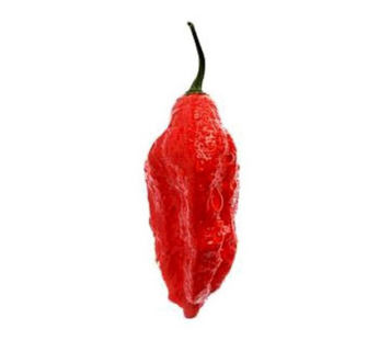 Hot Pepper – Bhut Jolokia (Ghost)
