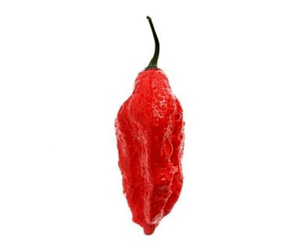 hot pepper bhut jolokia ghost