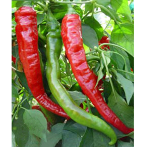 hot pepper cayenne red large thick