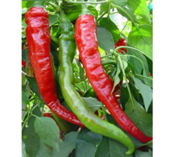 Hot Pepper – Cayenne Red  Large Thick