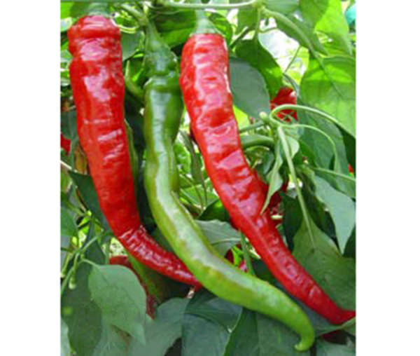 hot pepper cayenne red large thick