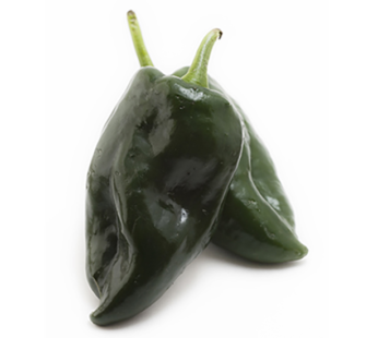 Hot Pepper – Poblano Ancho Gigantia