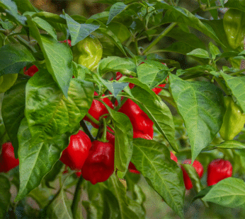 Hot Pepper – Habanero Red