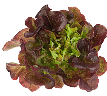 Lettuce – Oakleaf Red