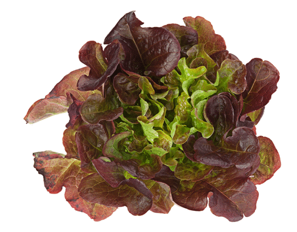 red oakleaf lettuce