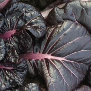 cabbage tatsoi red