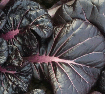 Cabbage – Red Tatsoi