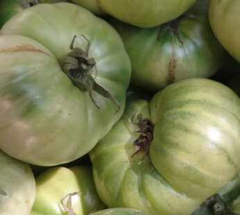 Tomato – Aunt Ruby’s German Green