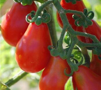 Tomato – Small Red Pear