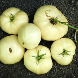 great white tomato